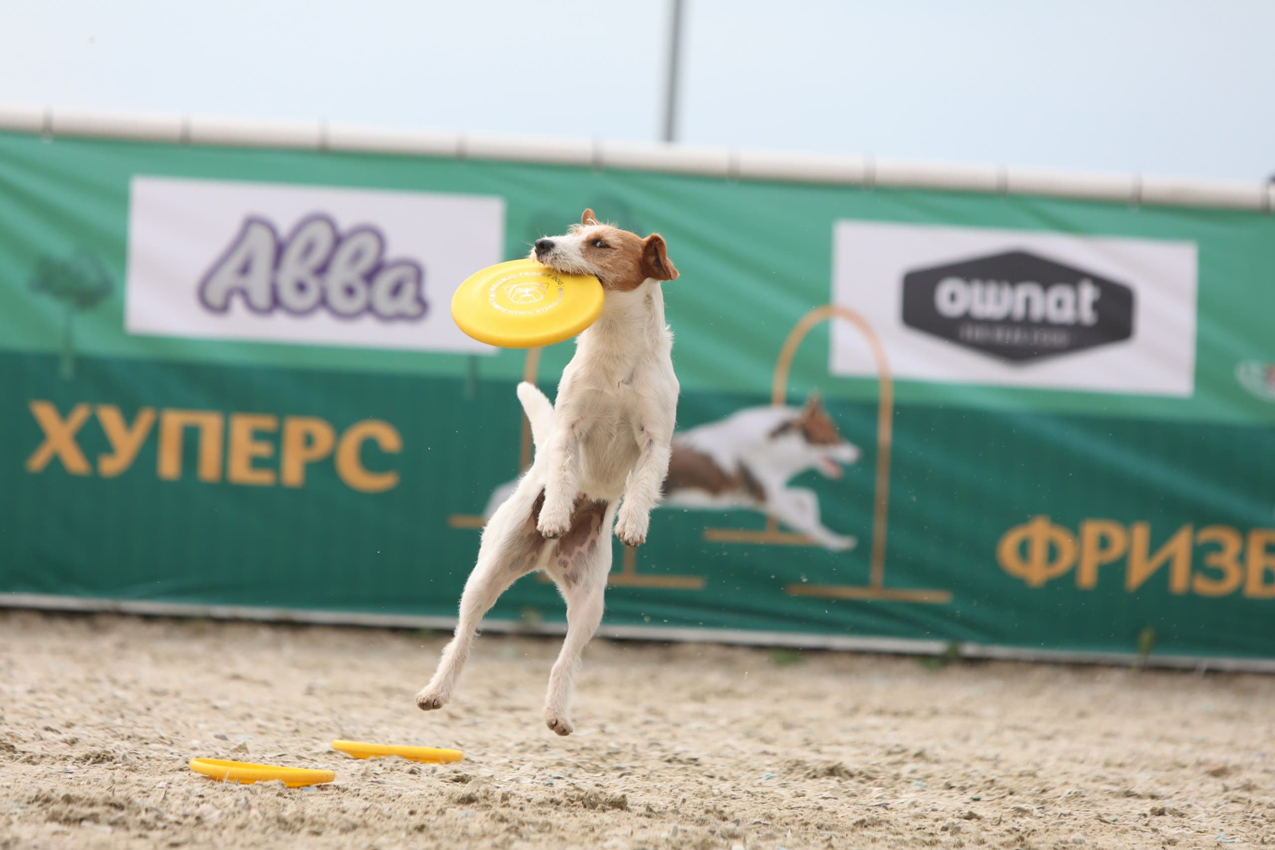 В Подмосковье состоялась выставка собак всех пород «Россия 2025»