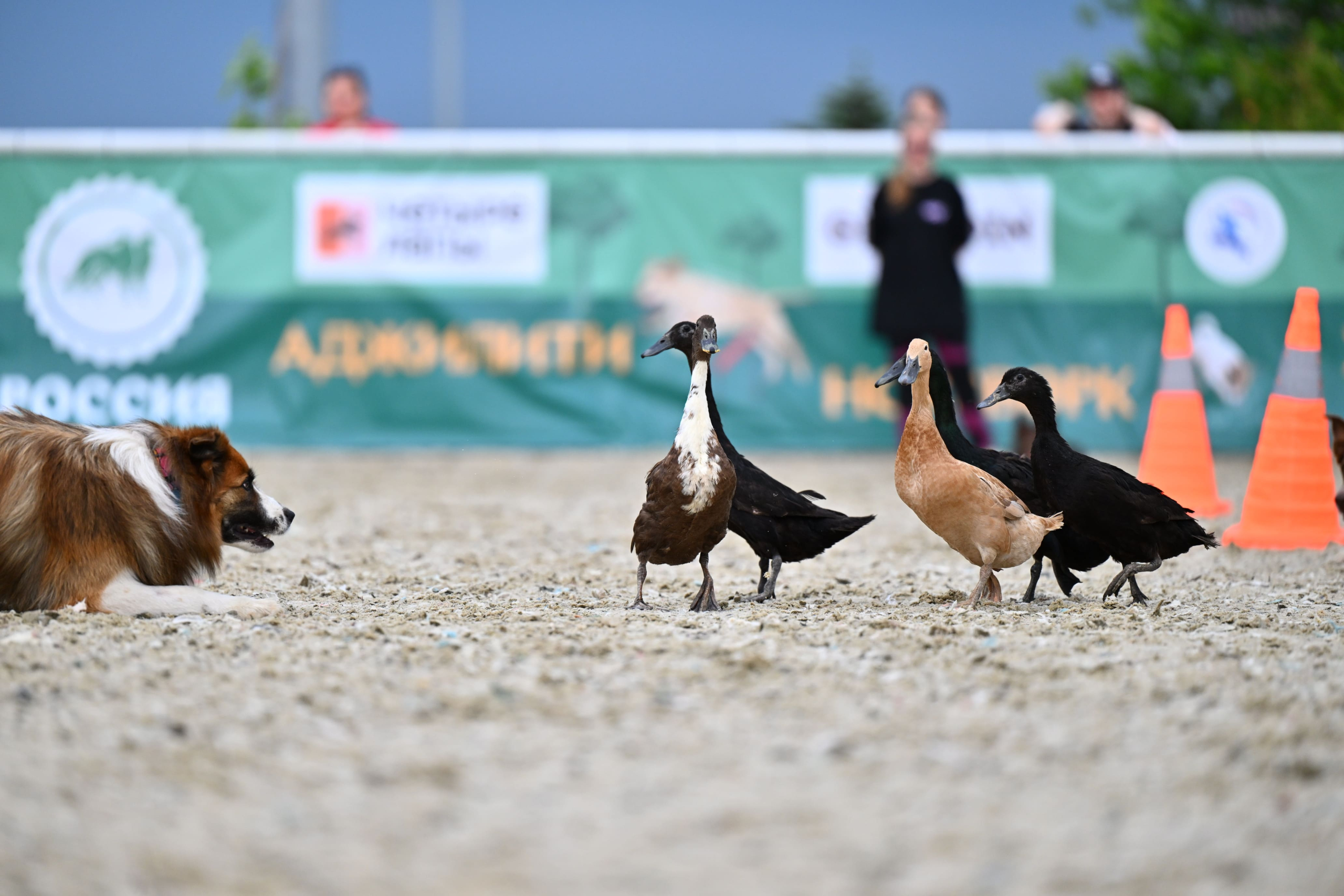 В Подмосковье состоялась выставка собак всех пород «Россия 2025»