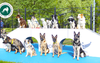 В Москве открылась «Школа кинолога» при участии РКФ