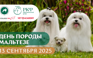 День породы Мальтезе
