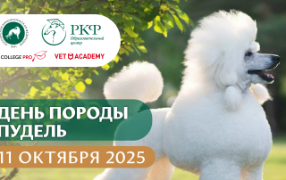 День породы Пудель