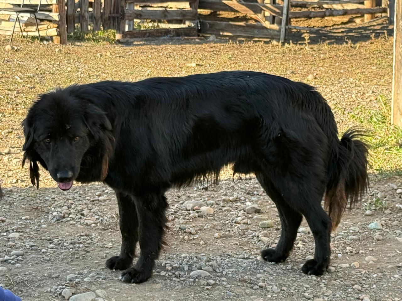 Специалисты РКФ начали новый этап работы с отечественной породой Тыва ыт (тувинская собака) Специалисты РКФ начали новый этап работы с отечественной породой Тыва ыт (тувинская собака)