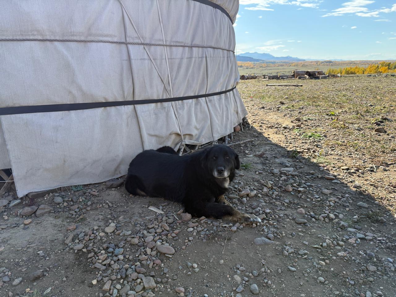 Специалисты РКФ начали новый этап работы с отечественной породой Тыва ыт (тувинская собака) Специалисты РКФ начали новый этап работы с отечественной породой Тыва ыт (тувинская собака)