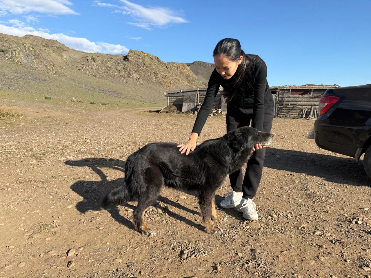 Специалисты РКФ начали новый этап работы с отечественной породой Тыва ыт (тувинская собака) Специалисты РКФ начали новый этап работы с отечественной породой Тыва ыт (тувинская собака)