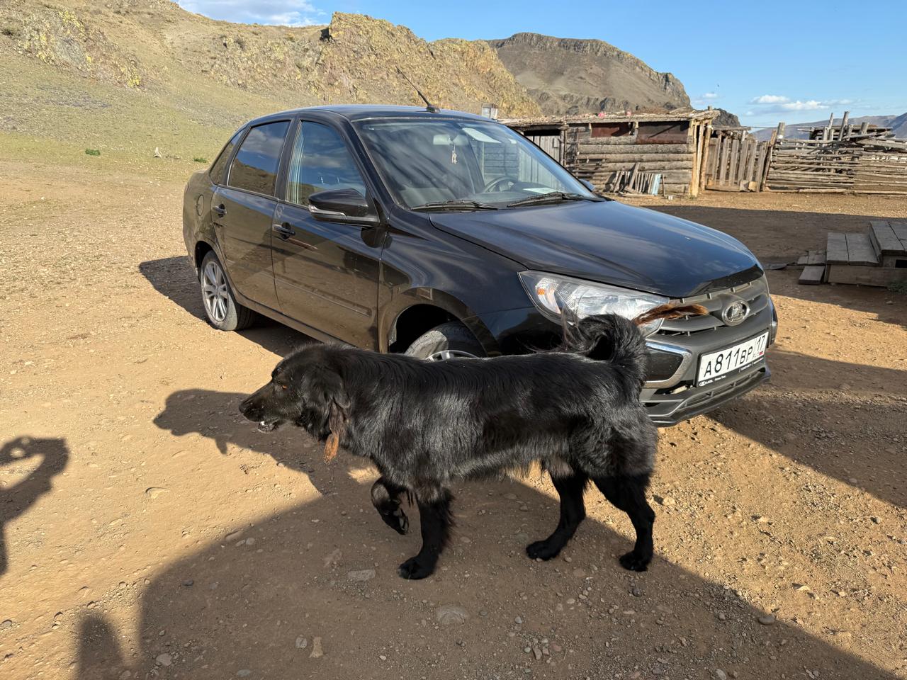 Специалисты РКФ начали новый этап работы с отечественной породой Тыва ыт (тувинская собака) Специалисты РКФ начали новый этап работы с отечественной породой Тыва ыт (тувинская собака)