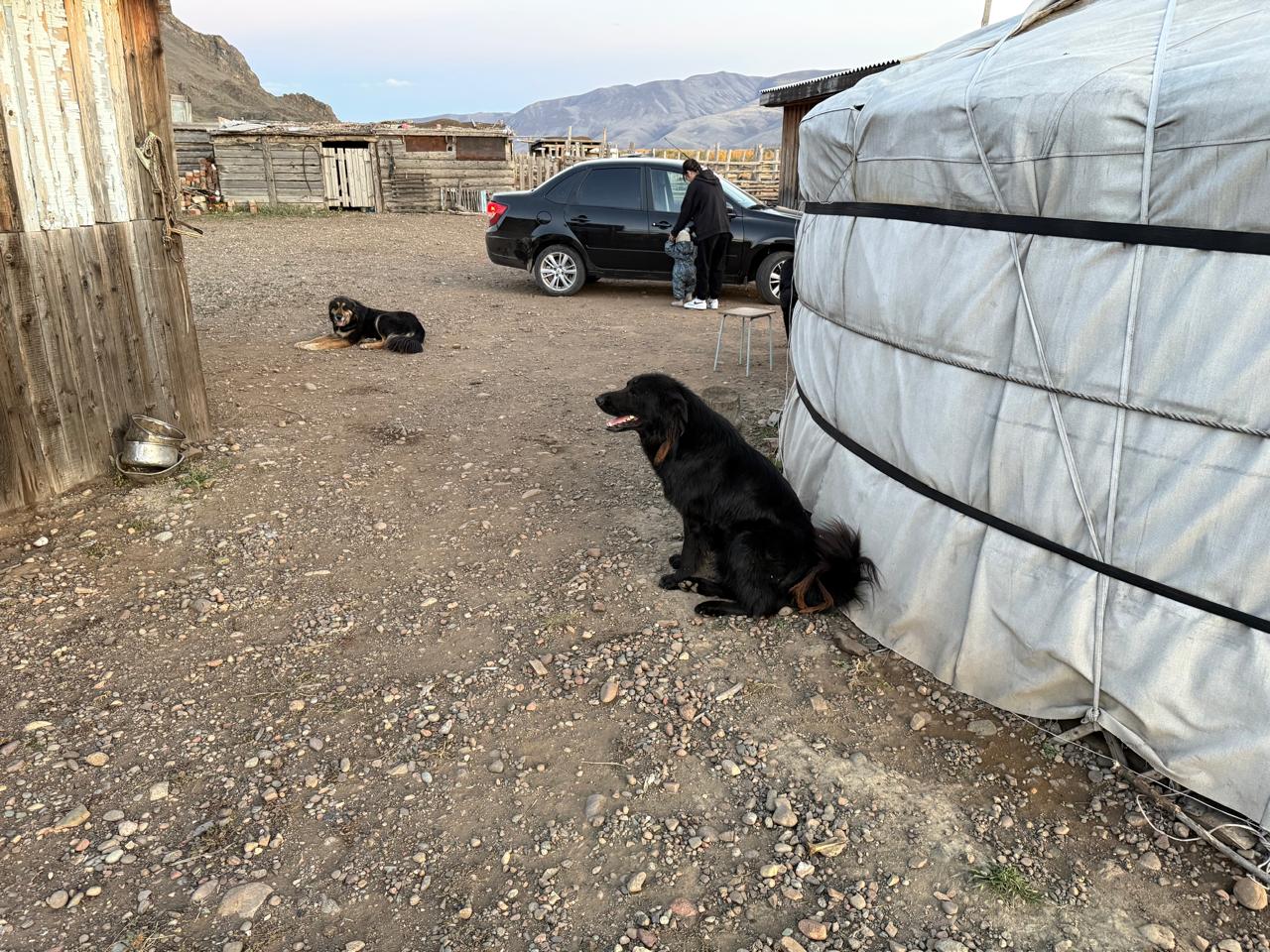 Специалисты РКФ начали новый этап работы с отечественной породой Тыва ыт (тувинская собака) Специалисты РКФ начали новый этап работы с отечественной породой Тыва ыт (тувинская собака)