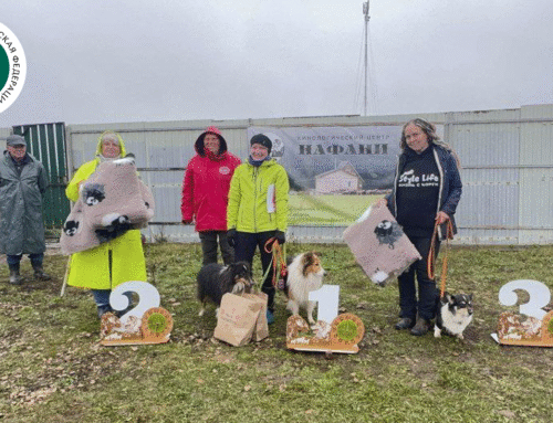 Чемпионат России РКФ по пастушьей службе