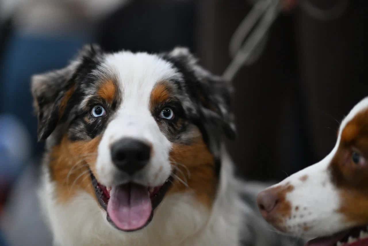 В Москве прошла выставка собак «Евразия 2025»