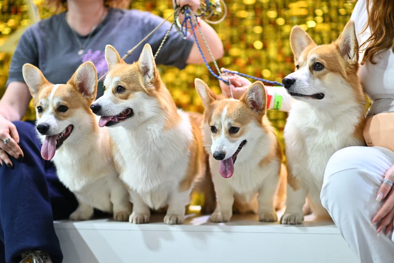 В Москве прошла выставка собак «Евразия 2025»