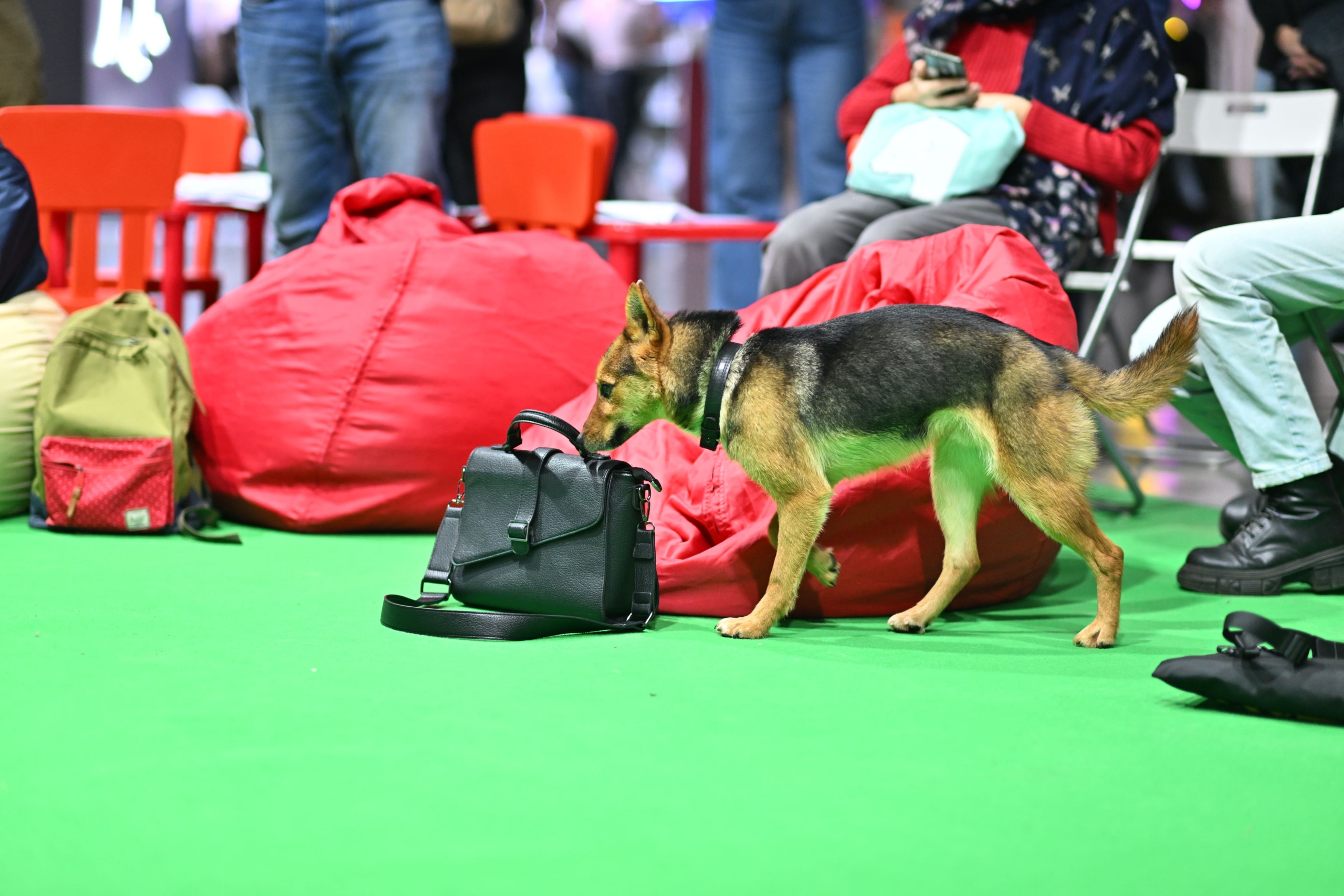 В Москве прошла выставка собак «Евразия 2025» В Москве прошла выставка собак «Евразия 2025»