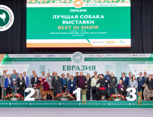 В Москве прошла выставка собак «Евразия 2025»