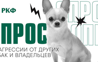ОБ АГРЕССИИ СОБАК И ВЛАДЕЛЬЦЕВ