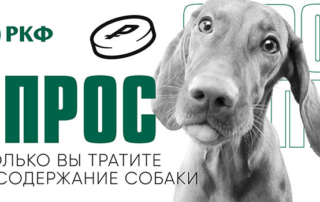 СОДЕРЖАНИЕ СОБАКИ