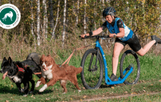 Кубок России РКФ по гонкам на собачьих упряжках. Драйленд «Путь Сварги»