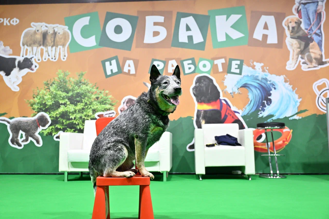 В Москве прошла выставка собак «Евразия 2025» В Москве прошла выставка собак «Евразия 2025»