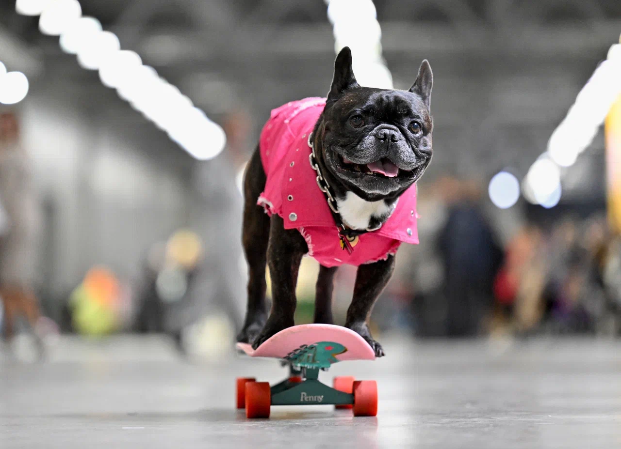 В Москве прошла выставка собак «Евразия 2025» В Москве прошла выставка собак «Евразия 2025»