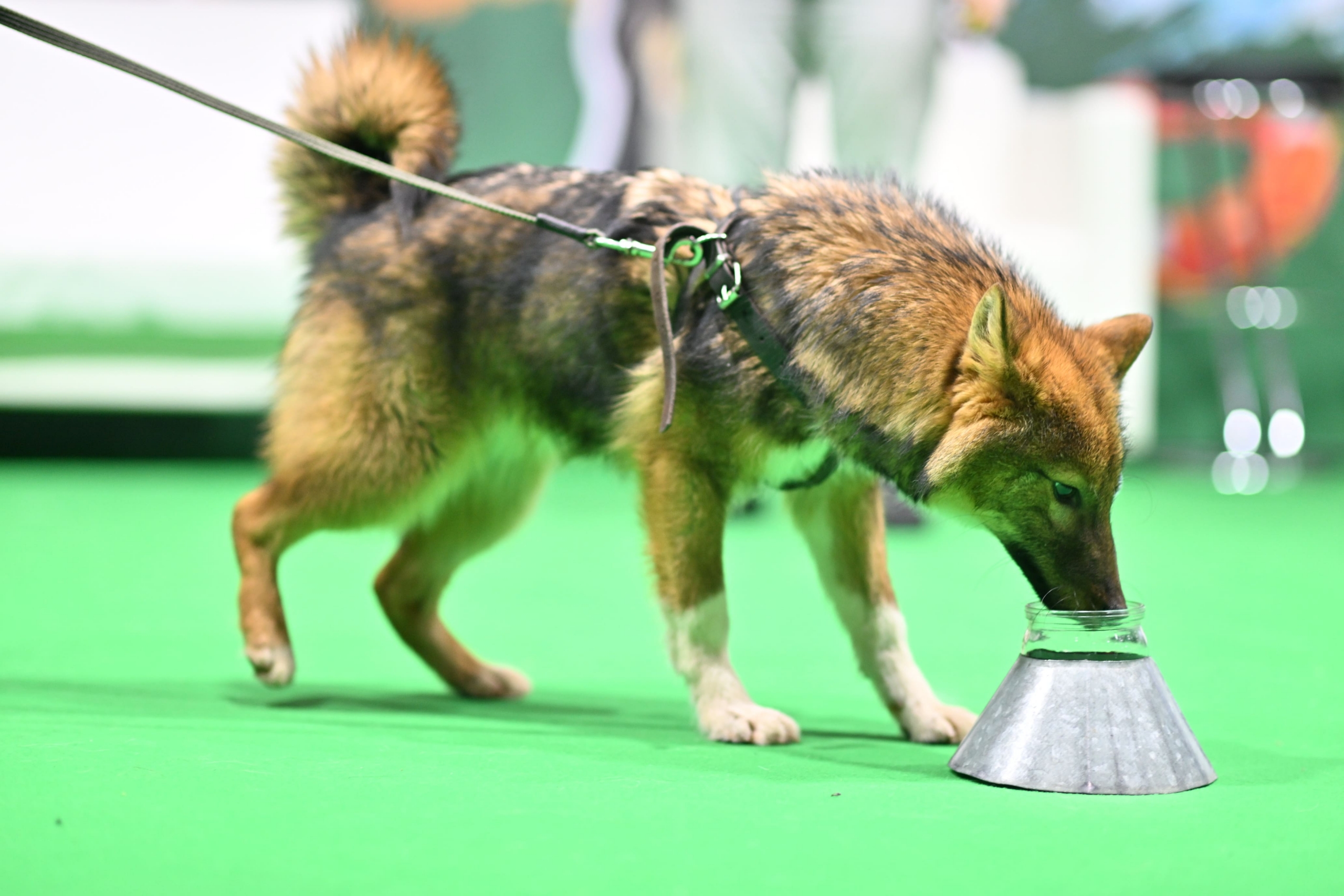 В Москве прошла выставка собак «Евразия 2025» В Москве прошла выставка собак «Евразия 2025»