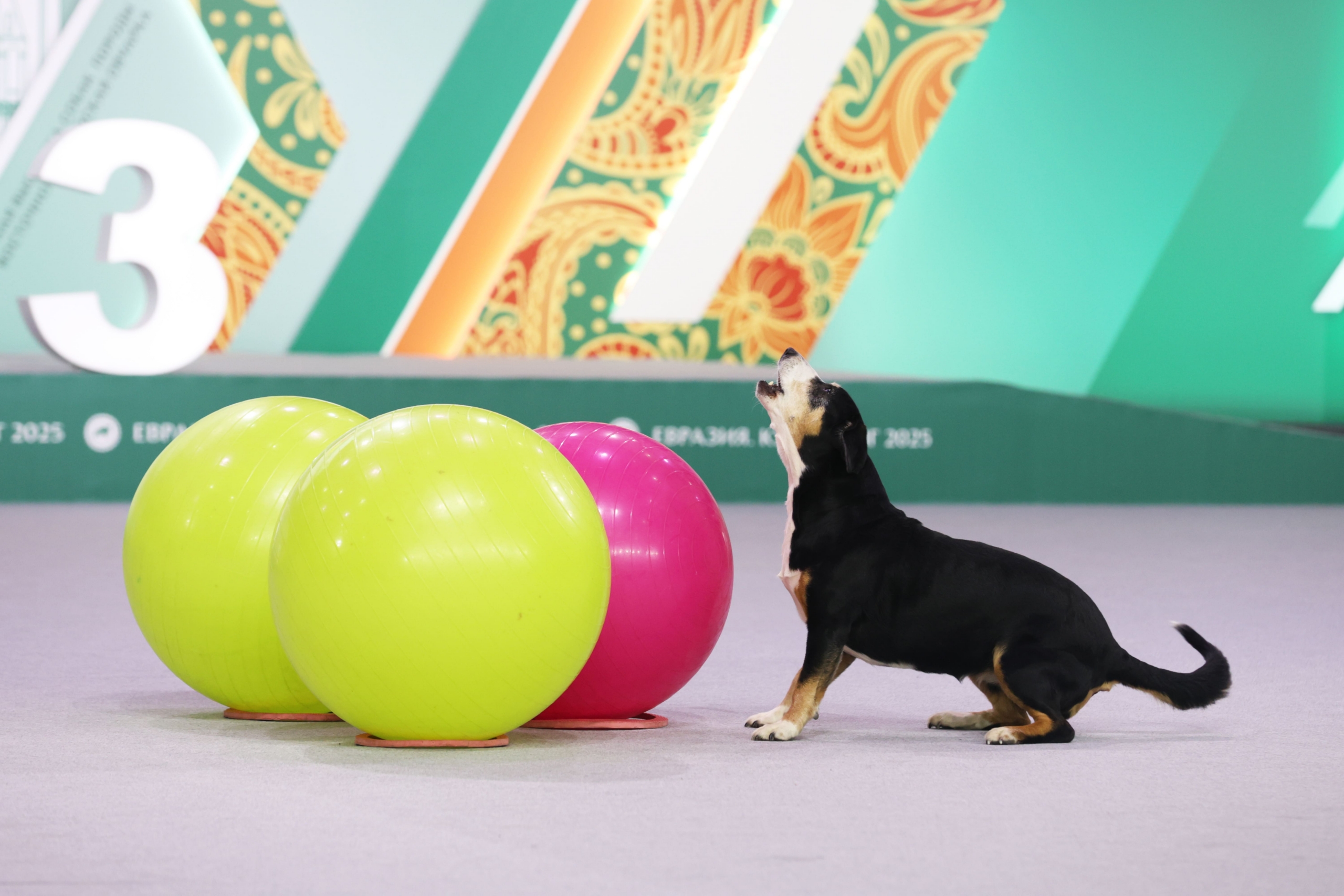 В Москве прошла выставка собак «Евразия 2025» В Москве прошла выставка собак «Евразия 2025»