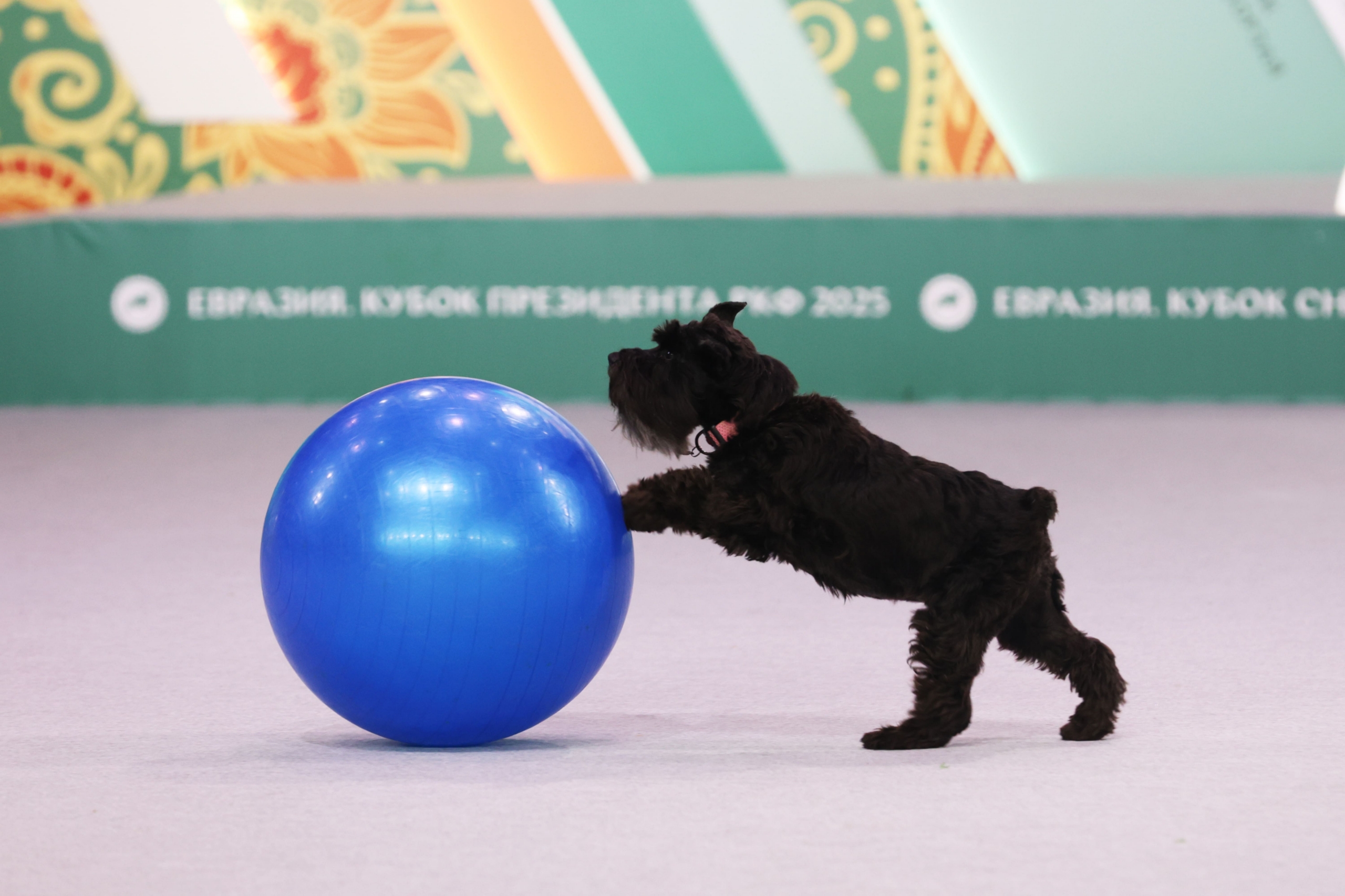В Москве прошла выставка собак «Евразия 2025» В Москве прошла выставка собак «Евразия 2025»