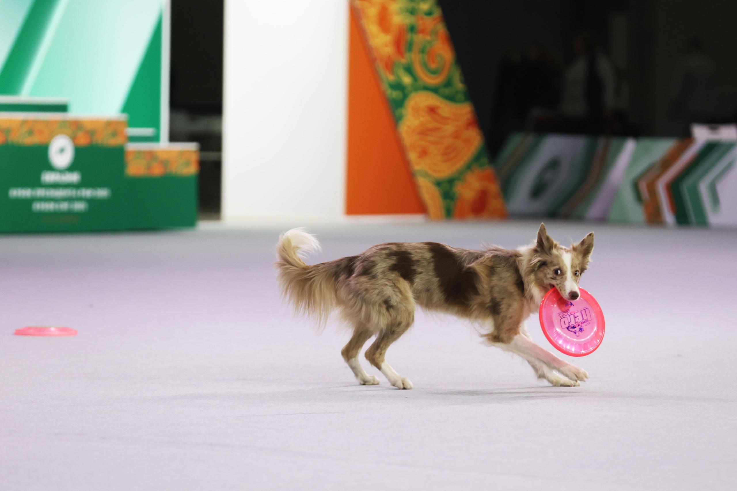 В Москве прошла выставка собак «Евразия 2025» В Москве прошла выставка собак «Евразия 2025»