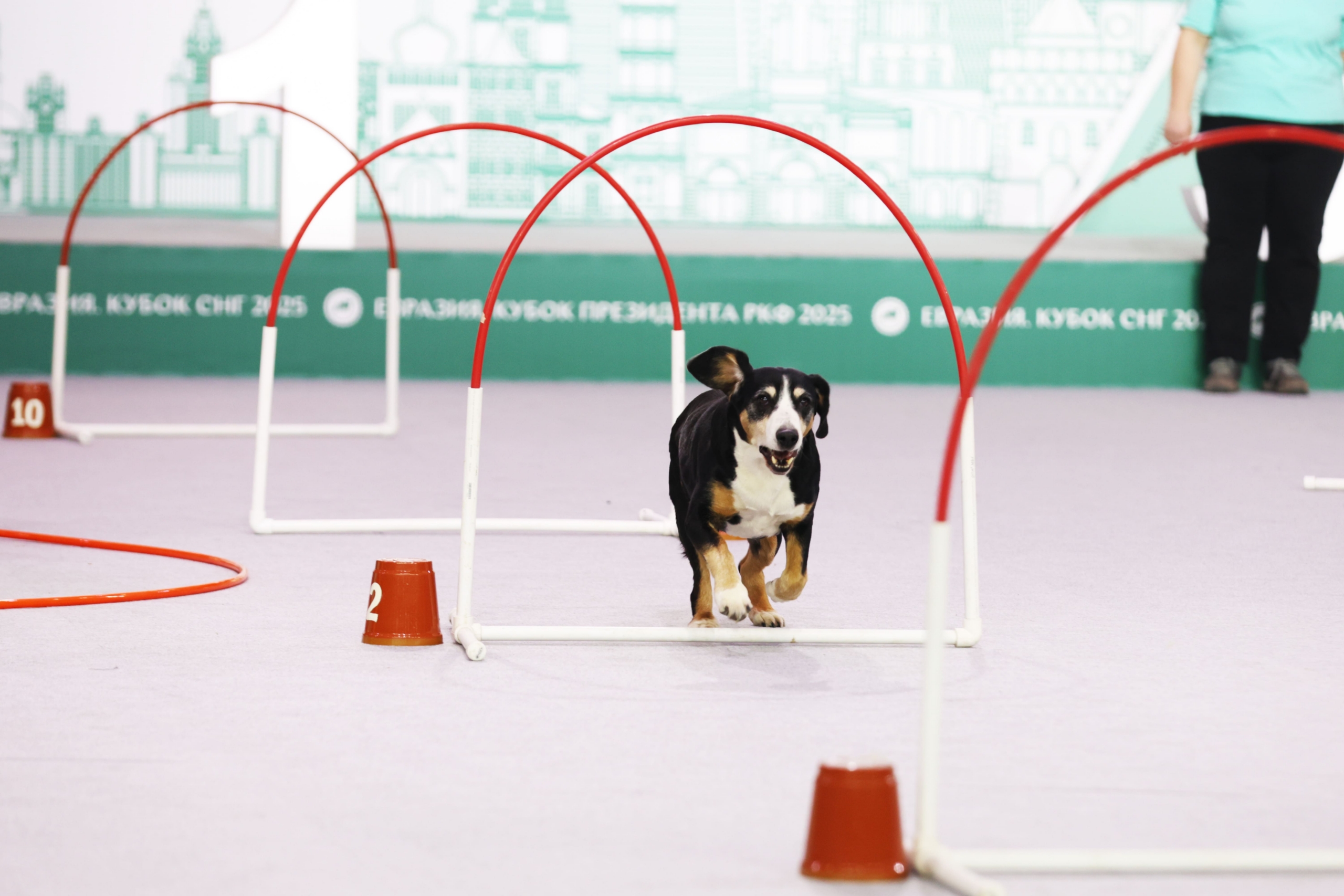 В Москве прошла выставка собак «Евразия 2025» В Москве прошла выставка собак «Евразия 2025»