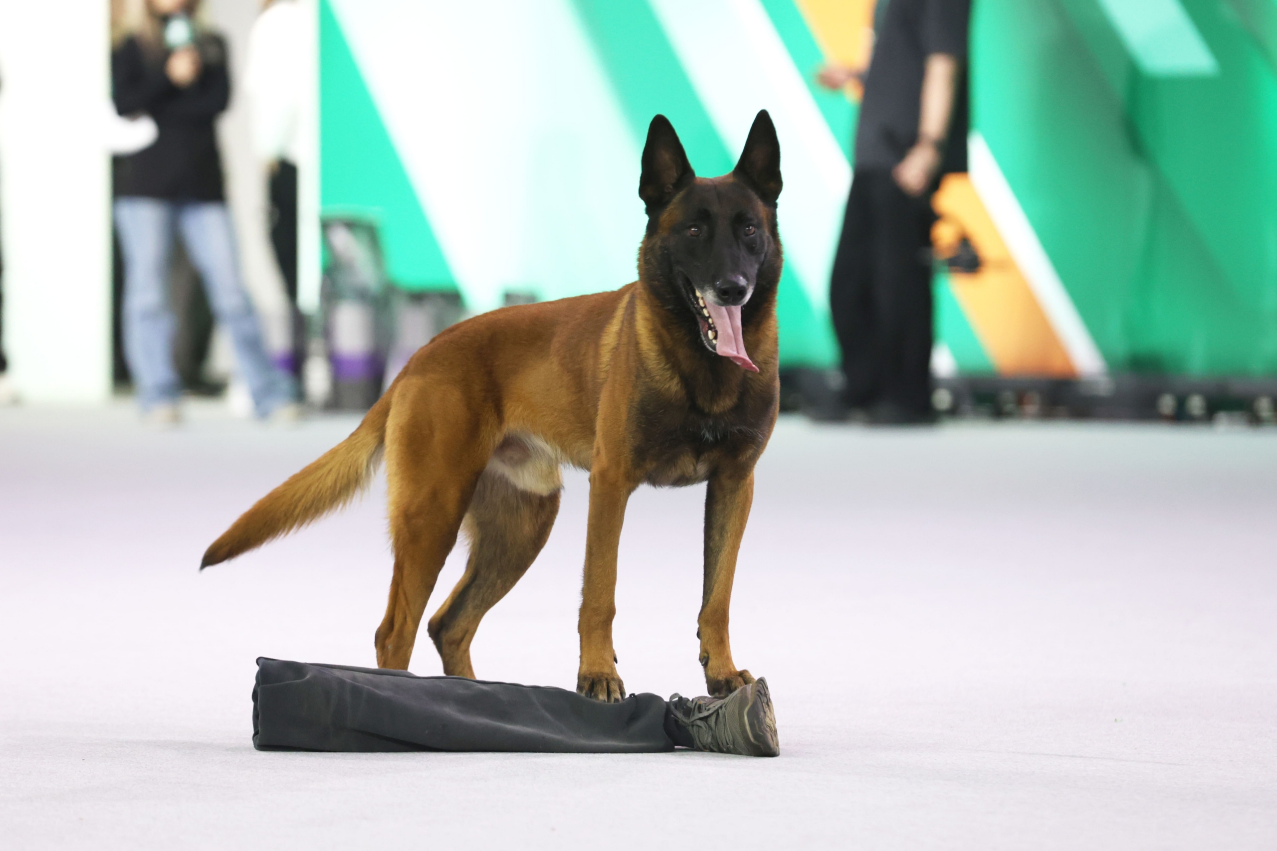 В Москве прошла выставка собак «Евразия 2025» В Москве прошла выставка собак «Евразия 2025»