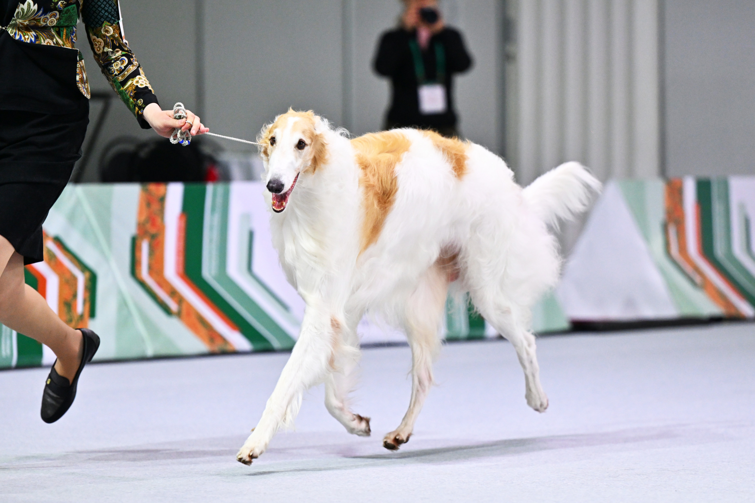 В Москве прошла выставка собак «Евразия 2025» В Москве прошла выставка собак «Евразия 2025»