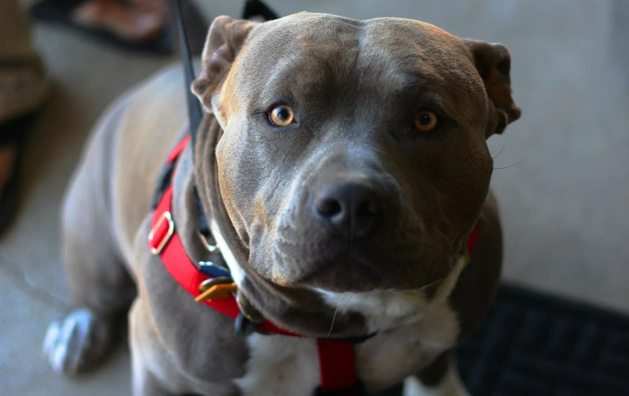 РКФ ВЫСТУПИЛА ПРОТИВ РАСШИРЕНИЯ СПИСКА ОПАСНЫХ ПОРОД СОБАК