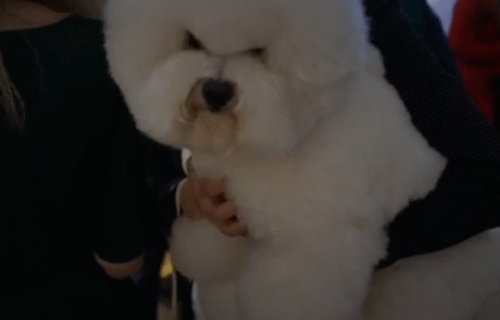 Аккредитация на выставки https://www.1tv.ru/news/2025-11-15/526070-v_moskve_otkrylas_kinologicheskaya_vystavka_evraziya