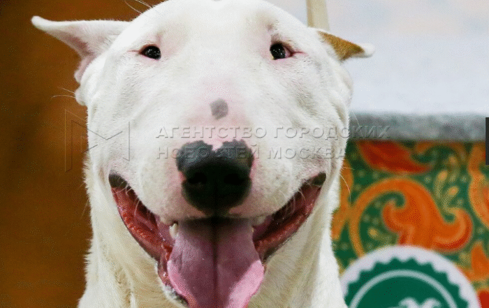 ВЫСТАВКА СОБАК ВСЕХ ПОРОД «ЕВРАЗИЯ 2025» В МВЦ «КРОКУС ЭКСПО»