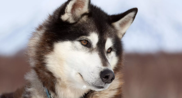 АЛЛЕРГИЯ У СОБАКИ МОЖЕТ НАЧАТЬСЯ И В ХОЛОДНУЮ ПОГОДУ, ЗАЯВИЛ КИНОЛОГ