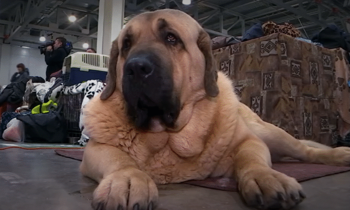 "ЕВРАЗИЯ 2025": БУДЕТ СПЛОШНОЕ МИ-МИ-МИ! ДОБРОЕ УТРО. СУББОТА. ФРАГМЕНТ ВЫПУСКА ОТ 15.11.2025