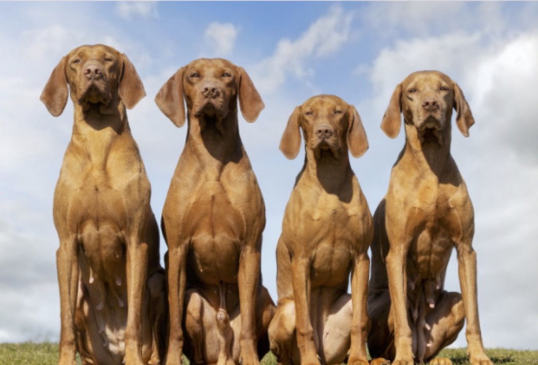 Если тебе нужен друг...