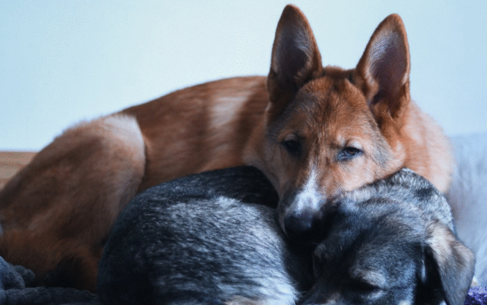 КАК УСТРОЕНО ДОНОРСТВО КРОВИ У СОБАК. РКФ