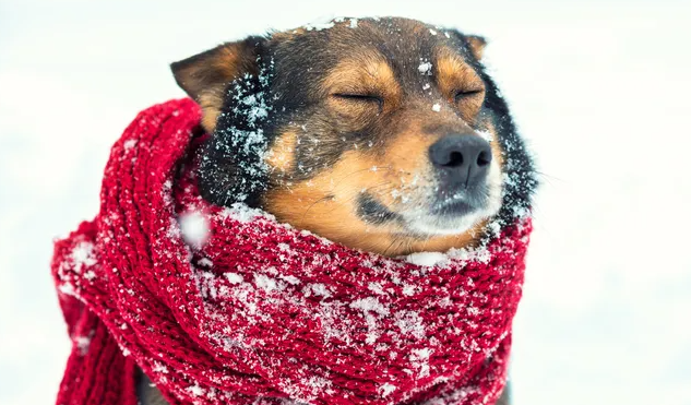 КАК ПОНЯТЬ, ЧТО СОБАКА ЗАМЁРЗЛА