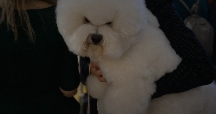 В МОСКВЕ ПРОХОДИТ МАСШТАБНАЯ КИНОЛОГИЧЕСКАЯ ВЫСТАВКА "ЕВРАЗИЯ". НОВОСТИ