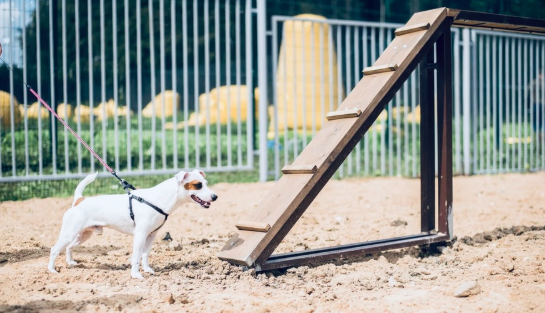 ПЕРВЫЙ ГОСТ ПО БЛАГОУСТРОЙСТВУ ТЕРРИТОРИЙ ДЛЯ ВЫГУЛА СОБАК