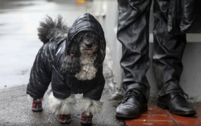 ИНСТРУКЦИЯ: ОБЯЗАННОСТИ СОБАКОВОДОВ
