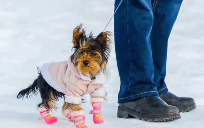 КАК ПОДОБРАТЬ ЗИМНЮЮ ЭКИПИРОВКУ ДЛЯ МАЛЕНЬКОЙ СОБАКИ