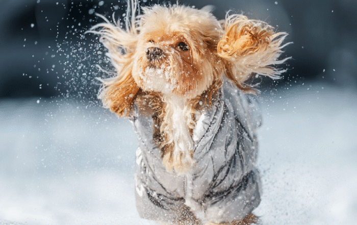 КИНОЛОГИ РАССКАЗАЛИ, КАК ПОДГОТОВИТЬ СОБАКУ К ПЕРВОМУ СНЕГУ