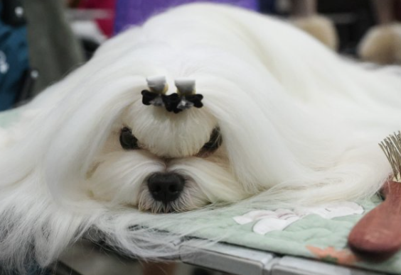 АРИСТОКРАТИЧЕСКИЕ МАНЕРЫ И ШИКАРНЫЙ ВНЕШНИЙ ВИД: В "КРОКУС ЭКСПО" ПРОШЛА КИНОЛОГИЧЕСКАЯ ВЫСТАВКА НА 9000 СОБАК