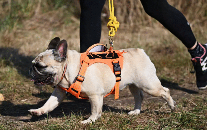 ВЛАДЕЛЬЦАМ СОБАК РАССКАЗАЛИ О ДОПОЛНИТЕЛЬНЫХ МЕРАХ БЕЗОПАСНОСТИ