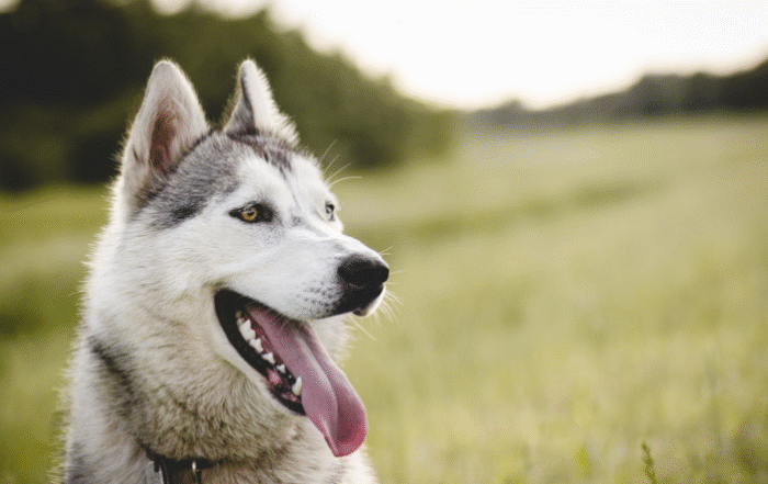 В РКФ НАЗВАЛИ ПОРОДЫ СОБАК, КОТОРЫЕ НЕ СТОИТ ДЕРЖАТЬ В КВАРТИРЕ