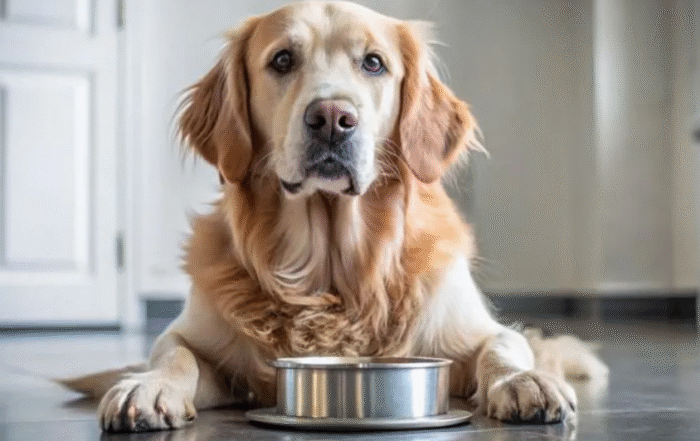 КИНОЛОГ РАССКАЗАЛ, О ЧЕМ ИМЕННО ЛАЮТ СОБАКИ