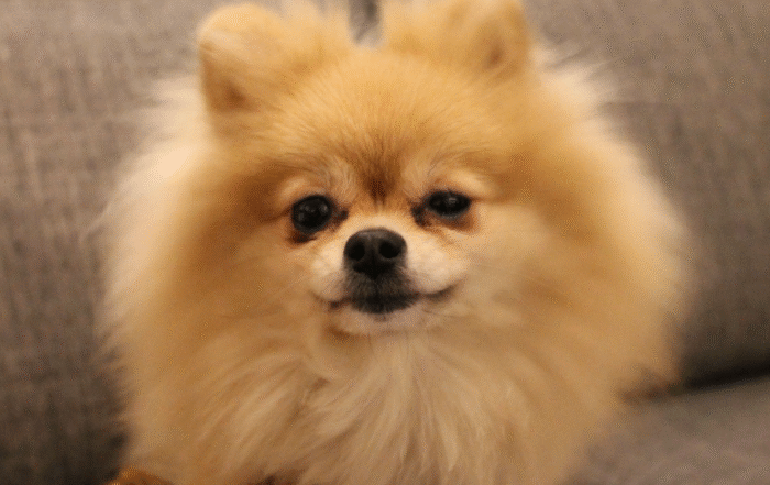 КИНОЛОГИ РАССКАЗАЛИ, БЫВАЕТ ЛИ У СОБАК РАССТРОЙСТВО ПИЩЕВОГО ПОВЕДЕНИЯ