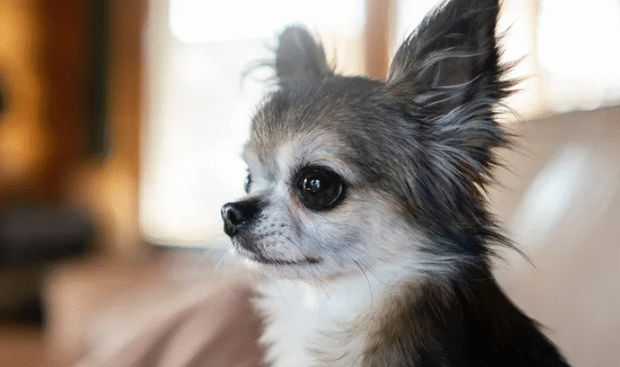 «МАЛЕНЬКАЯ, А РЫЧИТ!»: ПРАВДА ЛИ, ЧТО МИНИАТЮРНЫЕ ПОРОДЫ СОБАК АГРЕССИВНЫЕ И ЗЛЫЕ