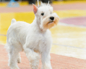 В ПОДМОСКОВЬЕ ПРОЙДЕТ ВЫСТАВКА СОБАК «ЕВРАЗИЯ 2025» В ПОДМОСКОВЬЕ ПРОЙДЕТ ВЫСТАВКА СОБАК «ЕВРАЗИЯ 2025»