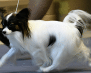 БОЛЕЕ ДЕВЯТИ ТЫСЯЧ СОБАК 265 ПОРОД ПОКАЖУТ НА ВЫСТАВКЕ "ЕВРАЗИЯ 2025" БОЛЕЕ ДЕВЯТИ ТЫСЯЧ СОБАК 265 ПОРОД ПОКАЖУТ НА ВЫСТАВКЕ "ЕВРАЗИЯ 2025"