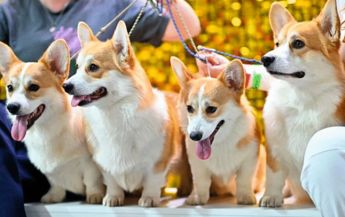 В МОСКВЕ ВЫБРАЛИ ЛУЧШИХ СОБАК НА КИНОЛОГИЧЕСКОЙ ВЫСТАВКЕ "ЕВРАЗИЯ-2025"