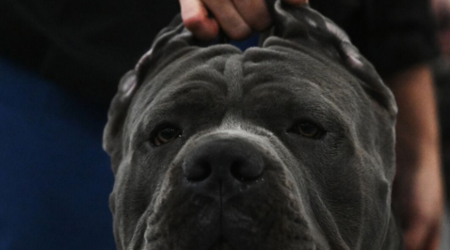 ВЫСТАВКА СОБАК "ЕВРАЗИЯ 2025". ФОТОБАНК